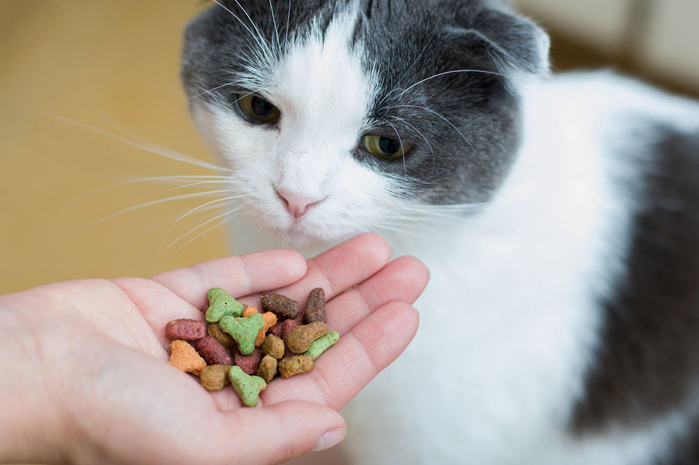 7 Popular Cat Treats
