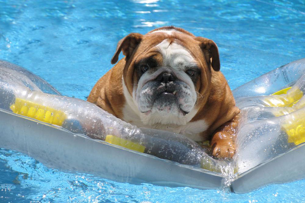 5 Pet-Friendly Resorts In America