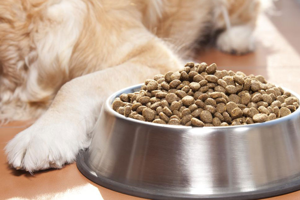 Common Food Allergens in Dogs