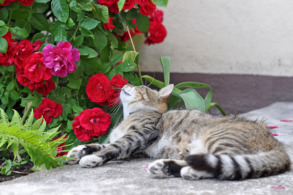 Toxic Houseplants For Cats