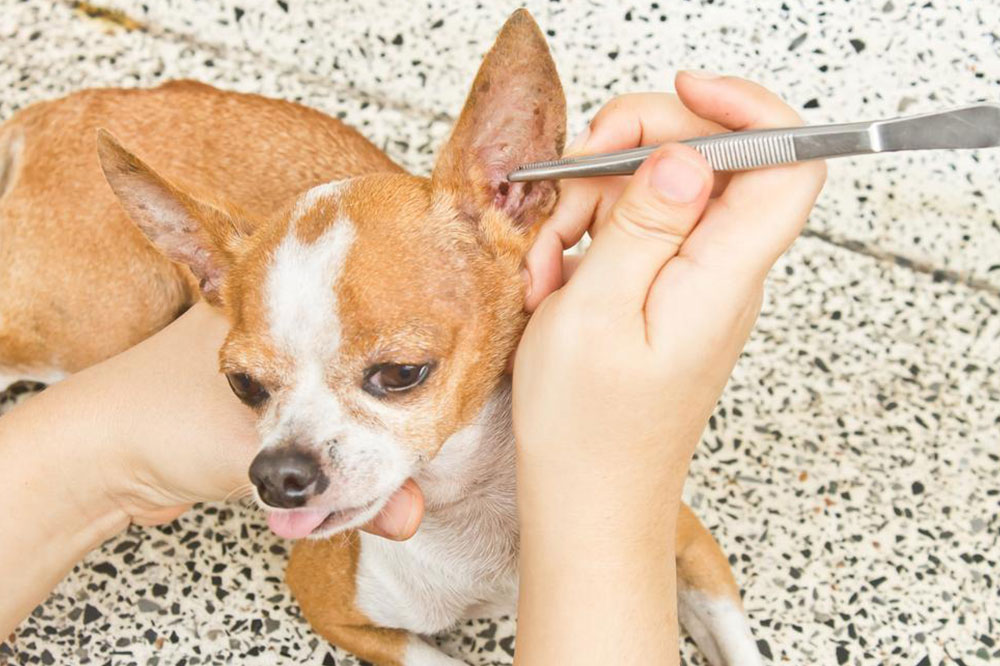 Tips To Get Rid Of Fleas And Ticks In Dogs