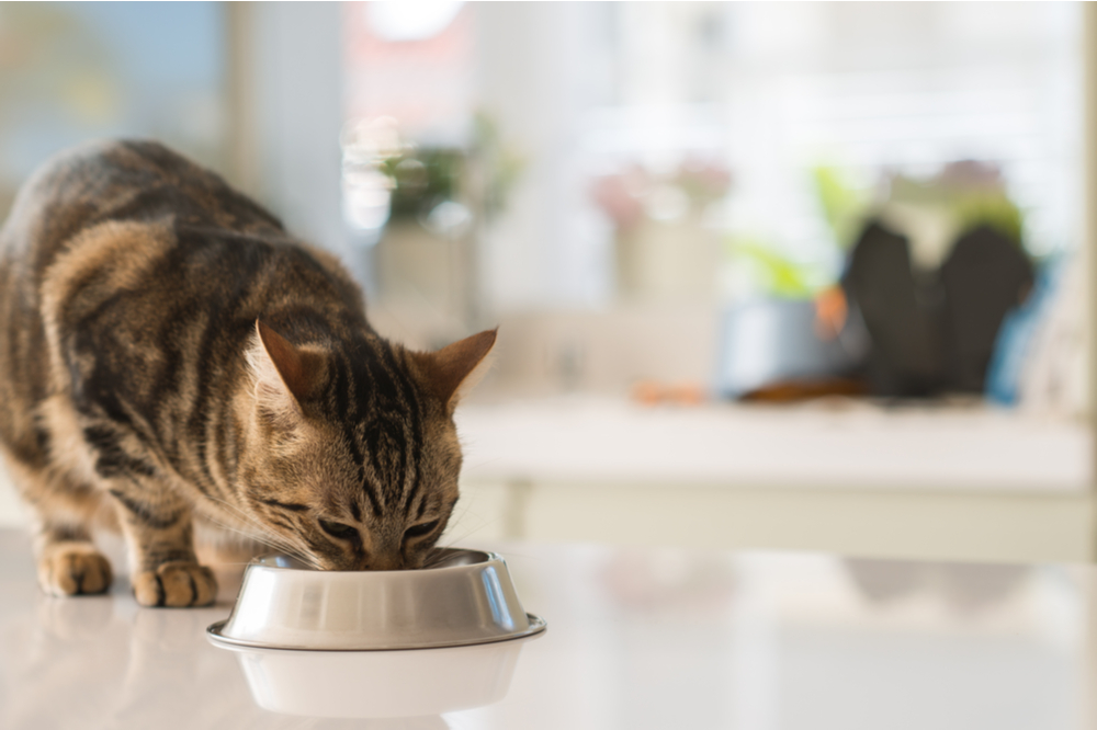 Diet Tips For Cats With Diabetes